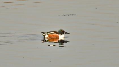 Northern Shoveler