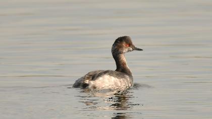 Black-necked Grebe