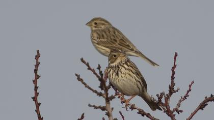 Corn Bunting