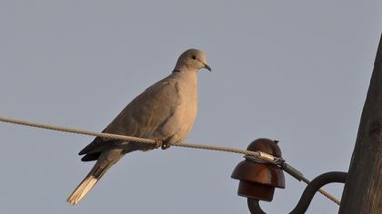Eurasian Collared Dove