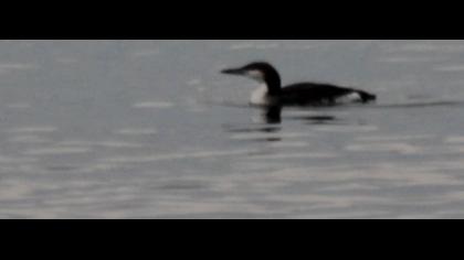 Black-throated Loon