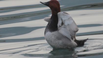 Common Pochard