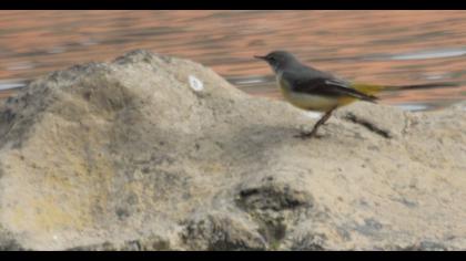 Dağ kuyruksallayanı