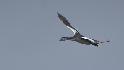 Great Crested Grebe