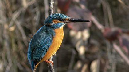Common Kingfisher