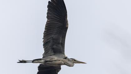 Grey Heron