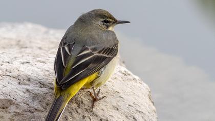 Grey Wagtail