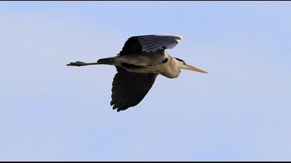 Grey Heron