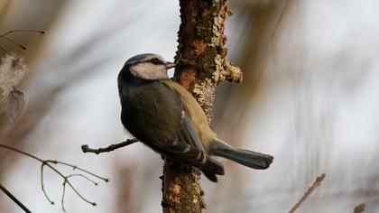 Eurasian Blue Tit