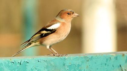 Common Chaffinch