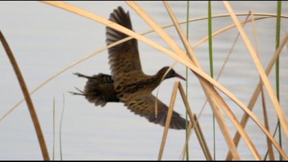 Water Rail