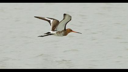 Black-tailed Godwit
