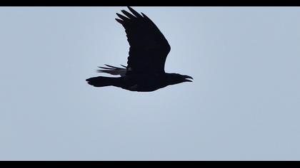 Northern Raven