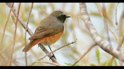 Common Redstart