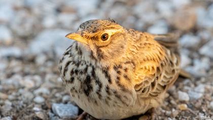 Crested Lark