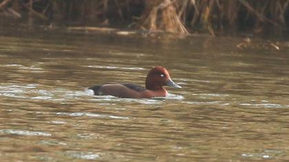 Ferruginous Duck
