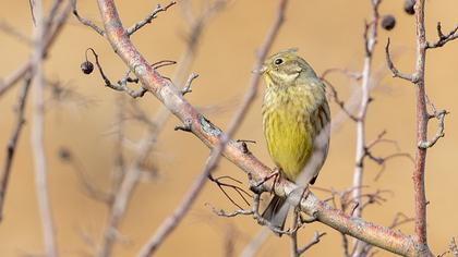 Yellowhammer