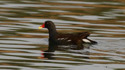 Common Moorhen