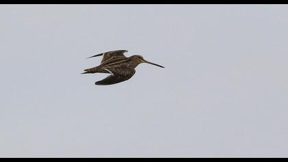 Common Snipe