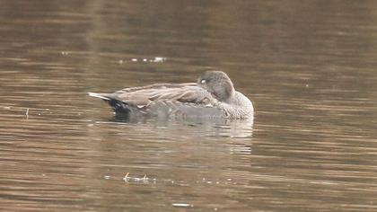 Gadwall