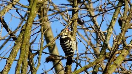Lesser Spotted Woodpecker