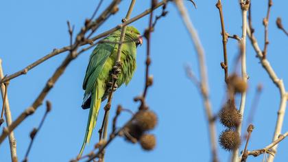 Rose-ringed Parakeet