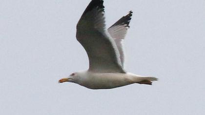 Yellow-legged Gull