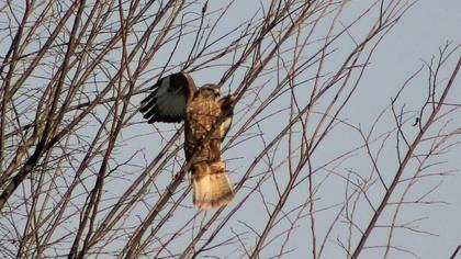Common Buzzard
