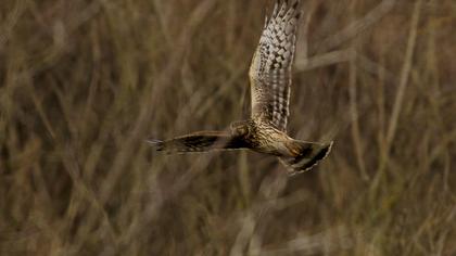 Hen Harrier