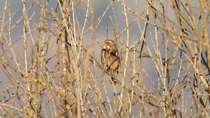 Common Reed Bunting