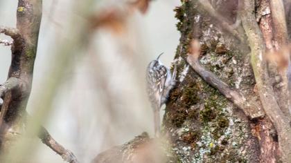 Short-toed Treecreeper