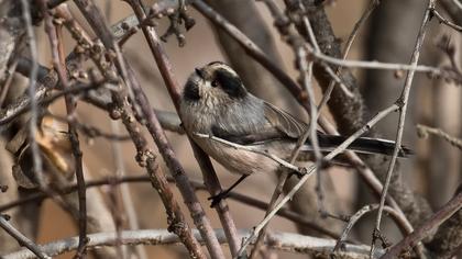 Long-tailed Tit