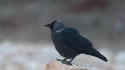 Western Jackdaw