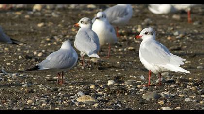 Mediterranean Gull