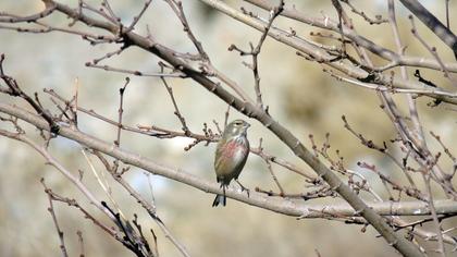 Common Linnet