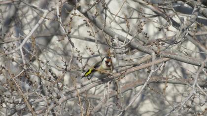 European Goldfinch