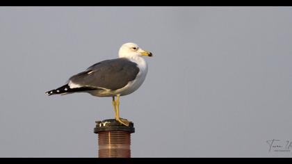 Armenian Gull