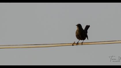 Common Blackbird