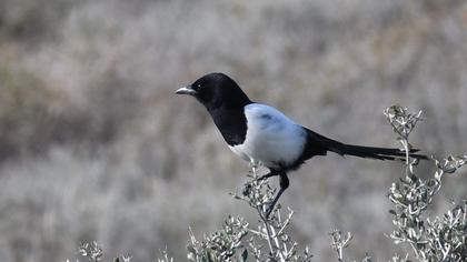 Eurasian Magpie