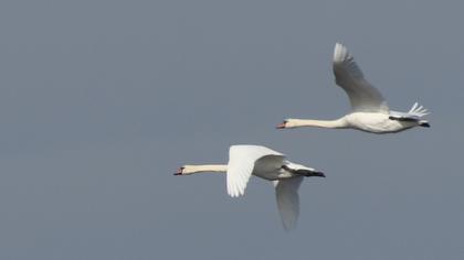 Mute Swan
