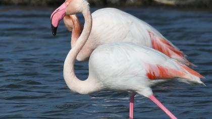 Greater Flamingo