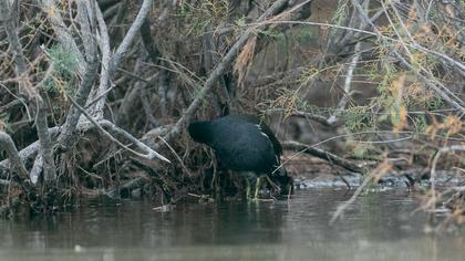 Common Moorhen