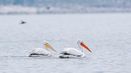 Dalmatian Pelican