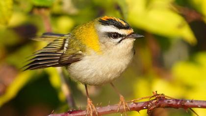 Common Firecrest