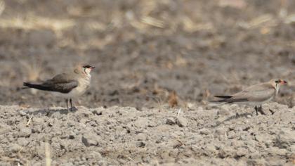 Collared Pratincole