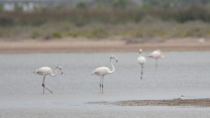 Greater Flamingo