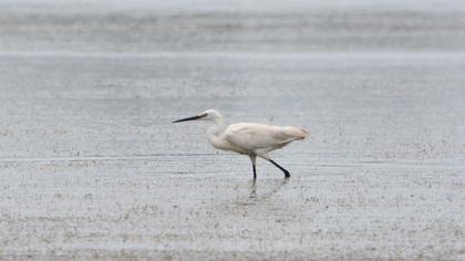 Little Egret