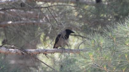 Hooded Crow