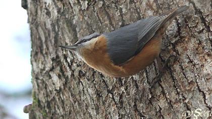 Eurasian Nuthatch