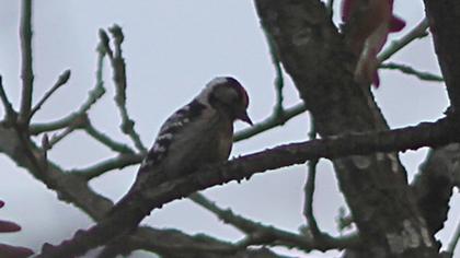Lesser Spotted Woodpecker
